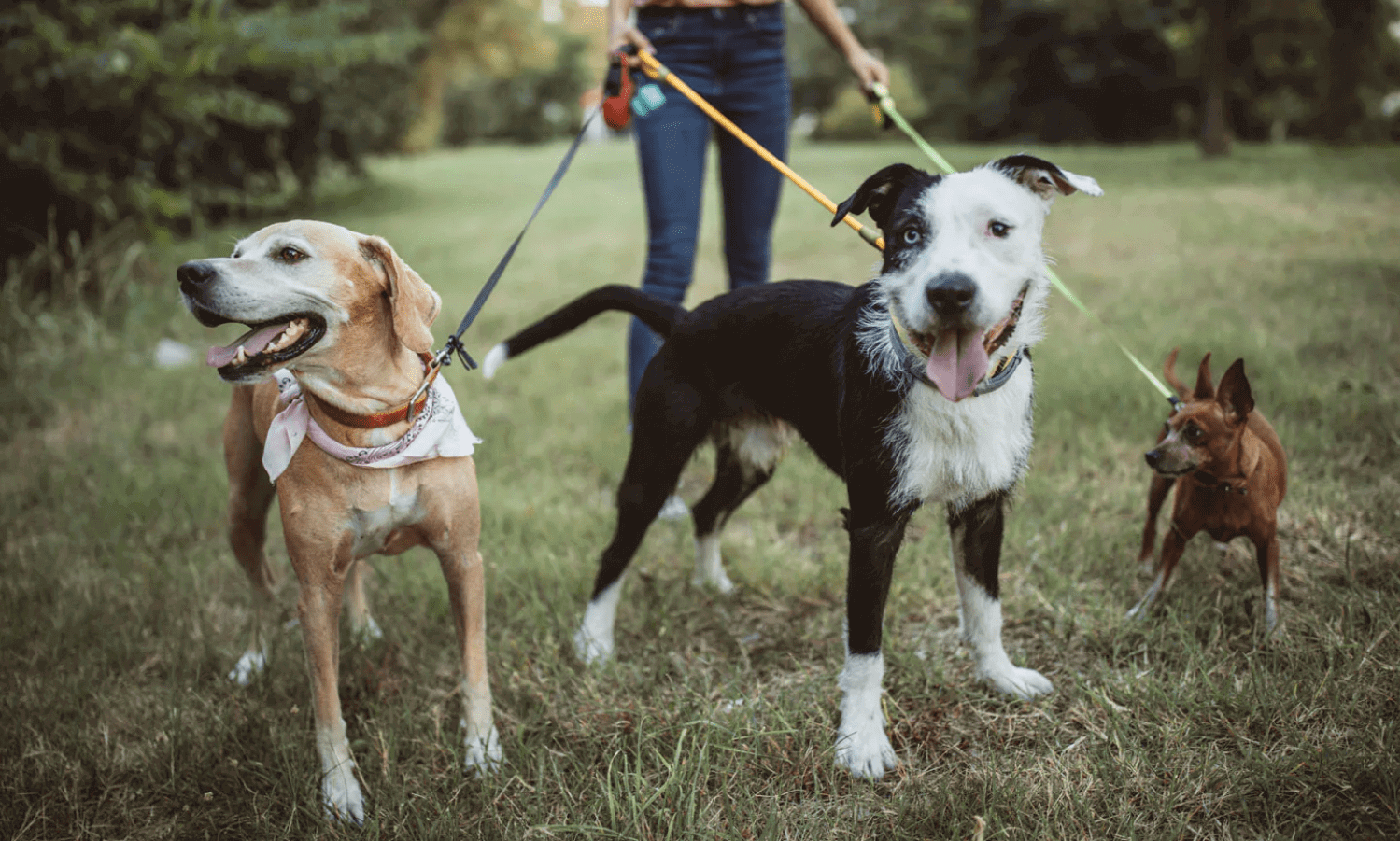 Dog clearance proximity collar